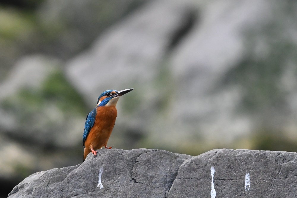 DSC_1220 - Copie.jpg