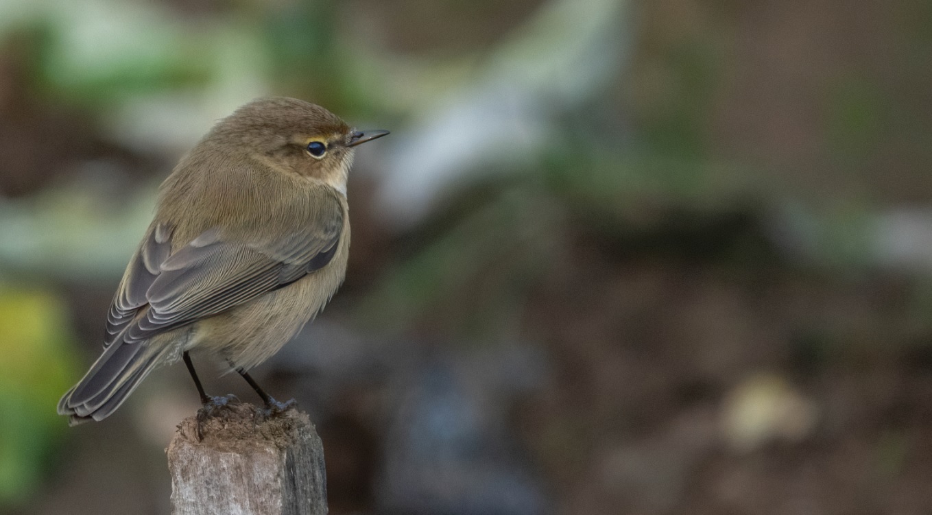 pouillot_veloce_faidf_25dec2019-denoise.jpg