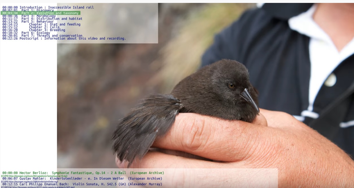 inaccessible_island_rail.jpg
