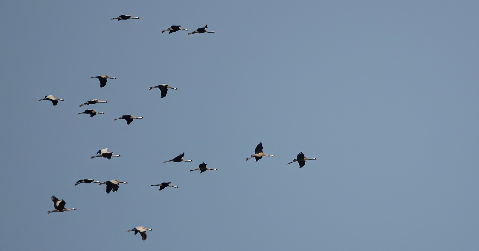 grues_cendrées_denoise_08fev2020.jpg