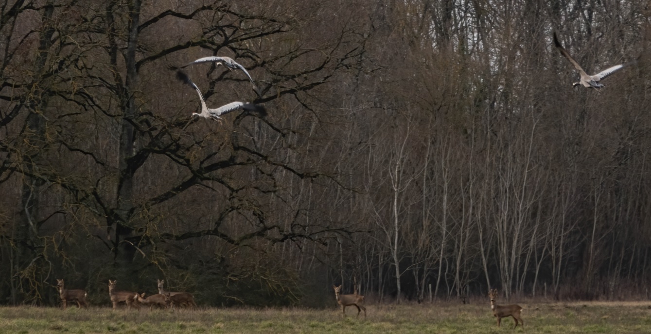 chevreuils_et_grues_09fev2020_CA.jpg