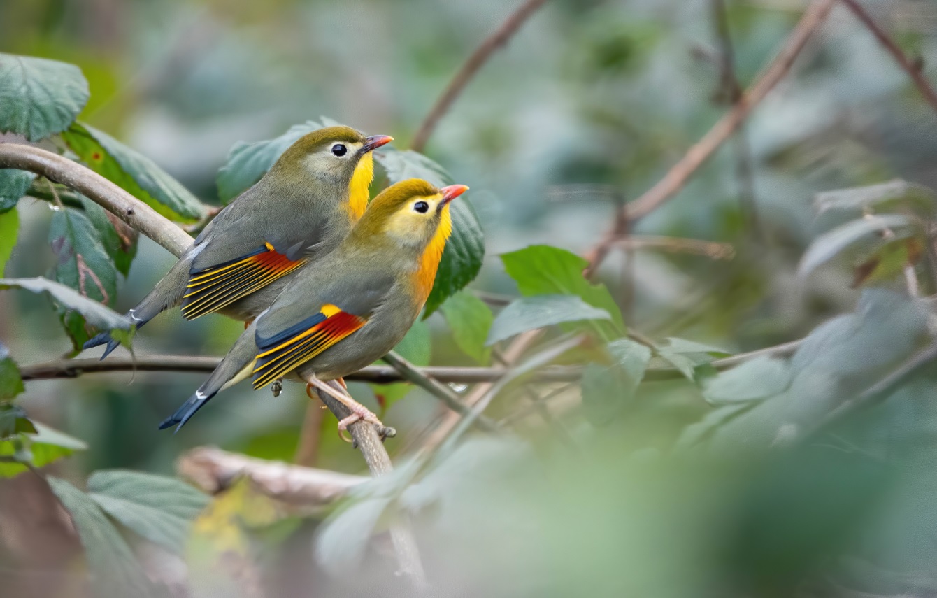 Leiothrix_jaune_faidf14fev2020_denoise.jpg