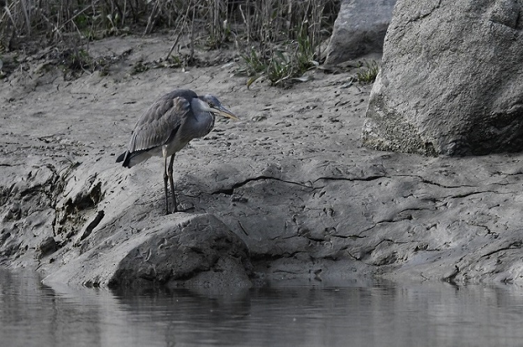 DSC_1755 - Copie.jpg
