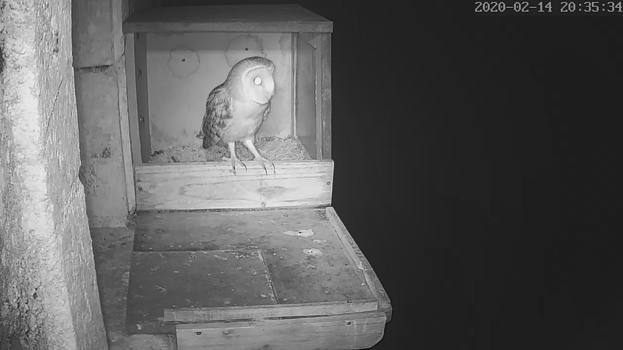 Effraie 14 02 2020 a.jpg