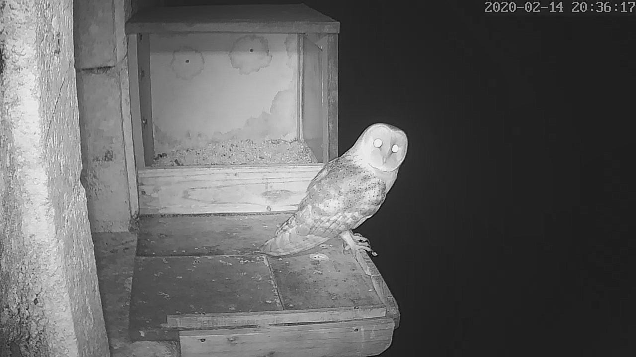 Effraie 14 02 2020 b.jpg