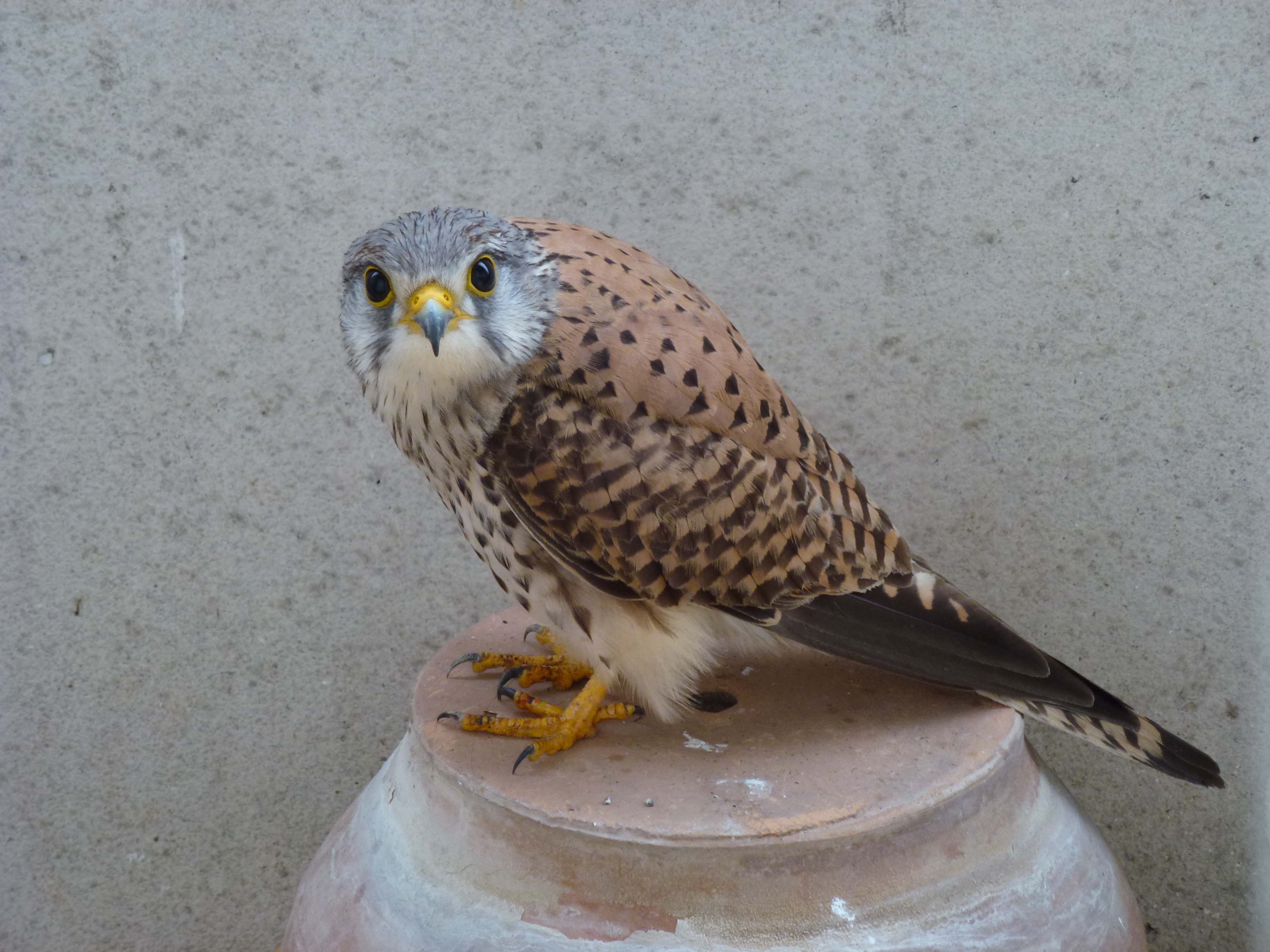 Jeune mâle - notre visiteur de 2012.