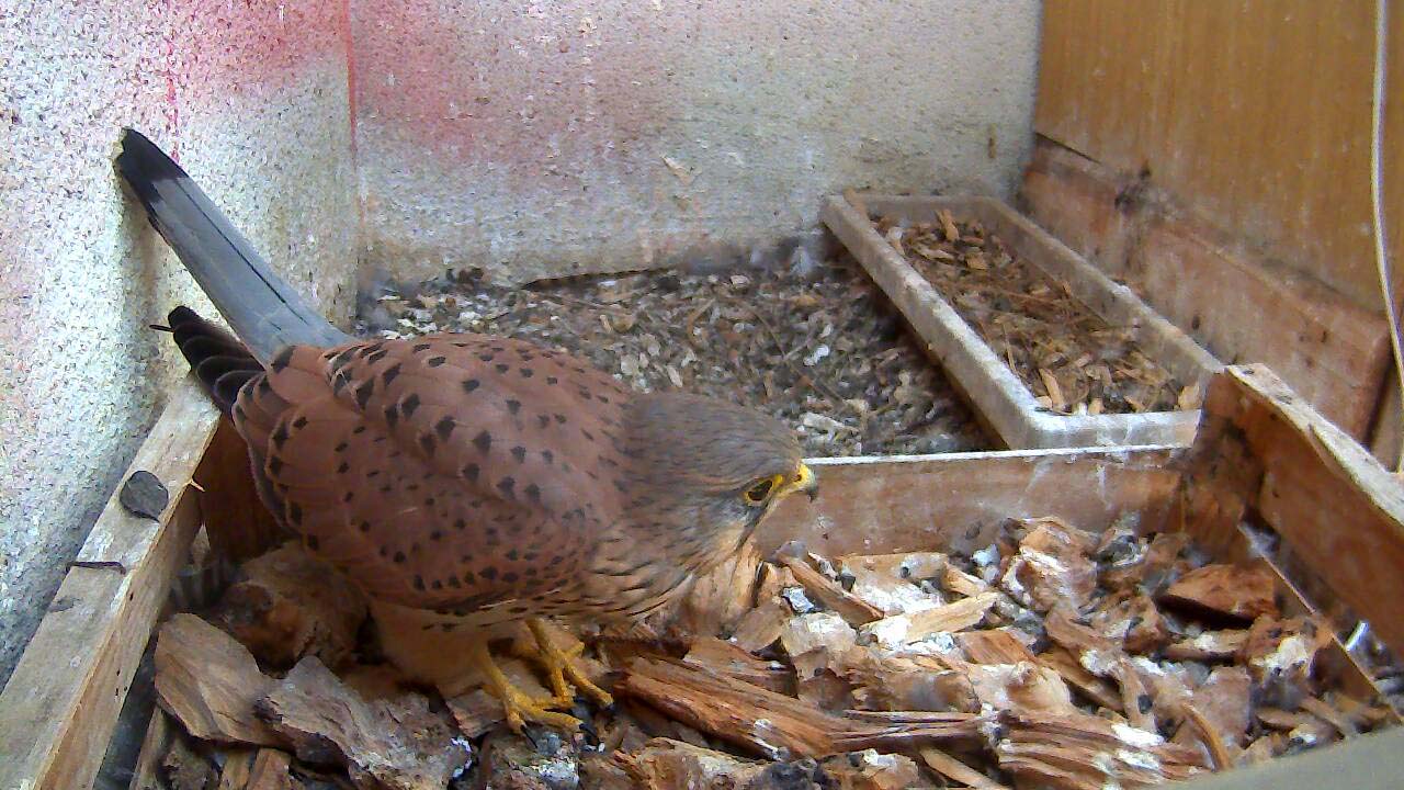Jeune mâle - père de famille de "nos" crécerelles de 2015 - 22.9.2015