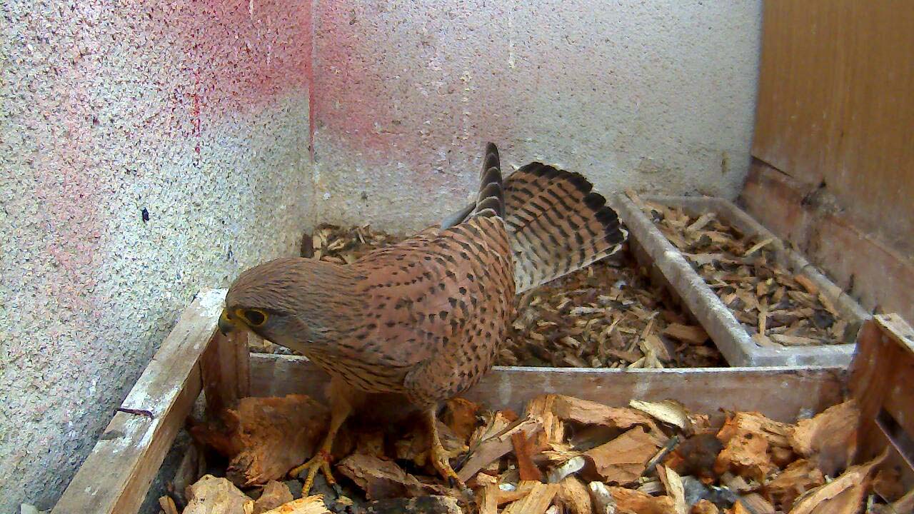 Jeune mâle - père de famille de "nos" crécerelles de 2015 - 9.3.2015