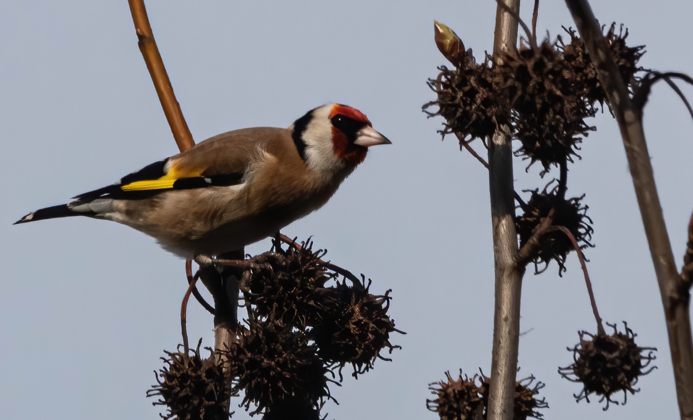 chardonneret_faidf_15fev2020.jpg