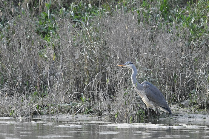 DSC_1923 - Copie.jpg