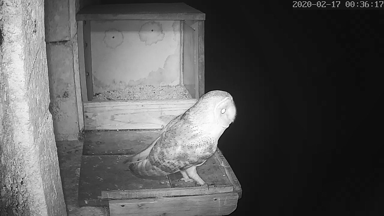 Effraie 17 02 2020.jpg