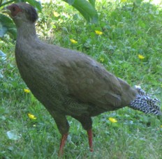 Oiseau inconnu.jpg