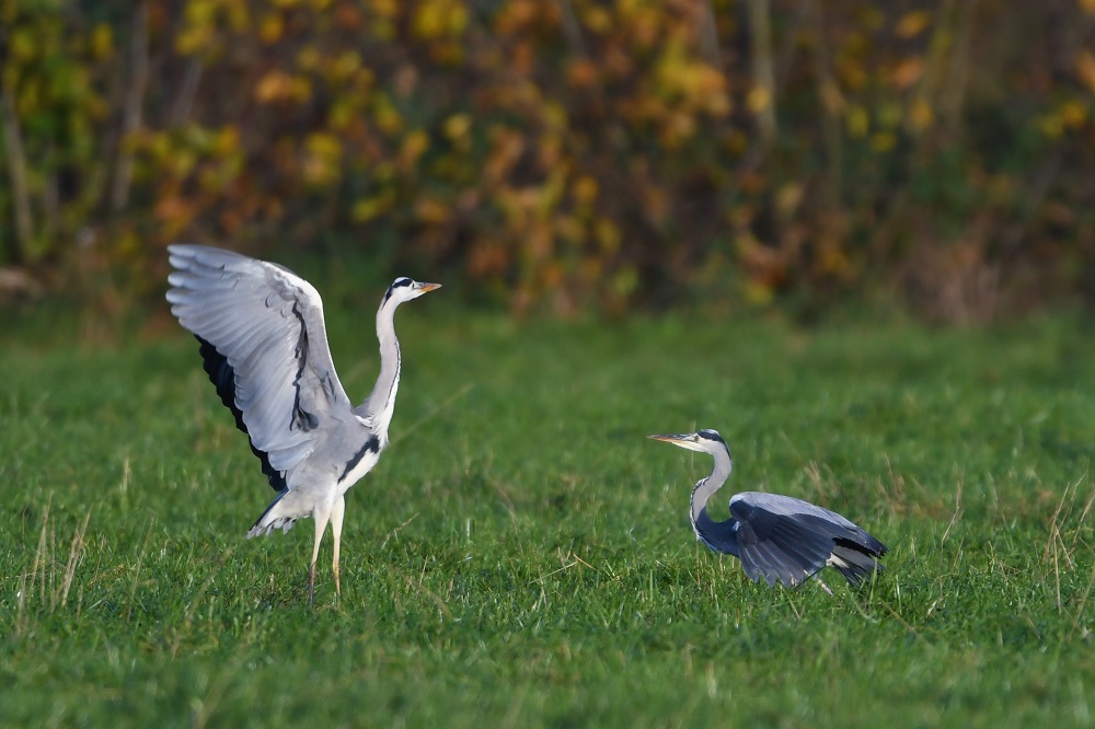 DSC_2644 - Copie.jpg