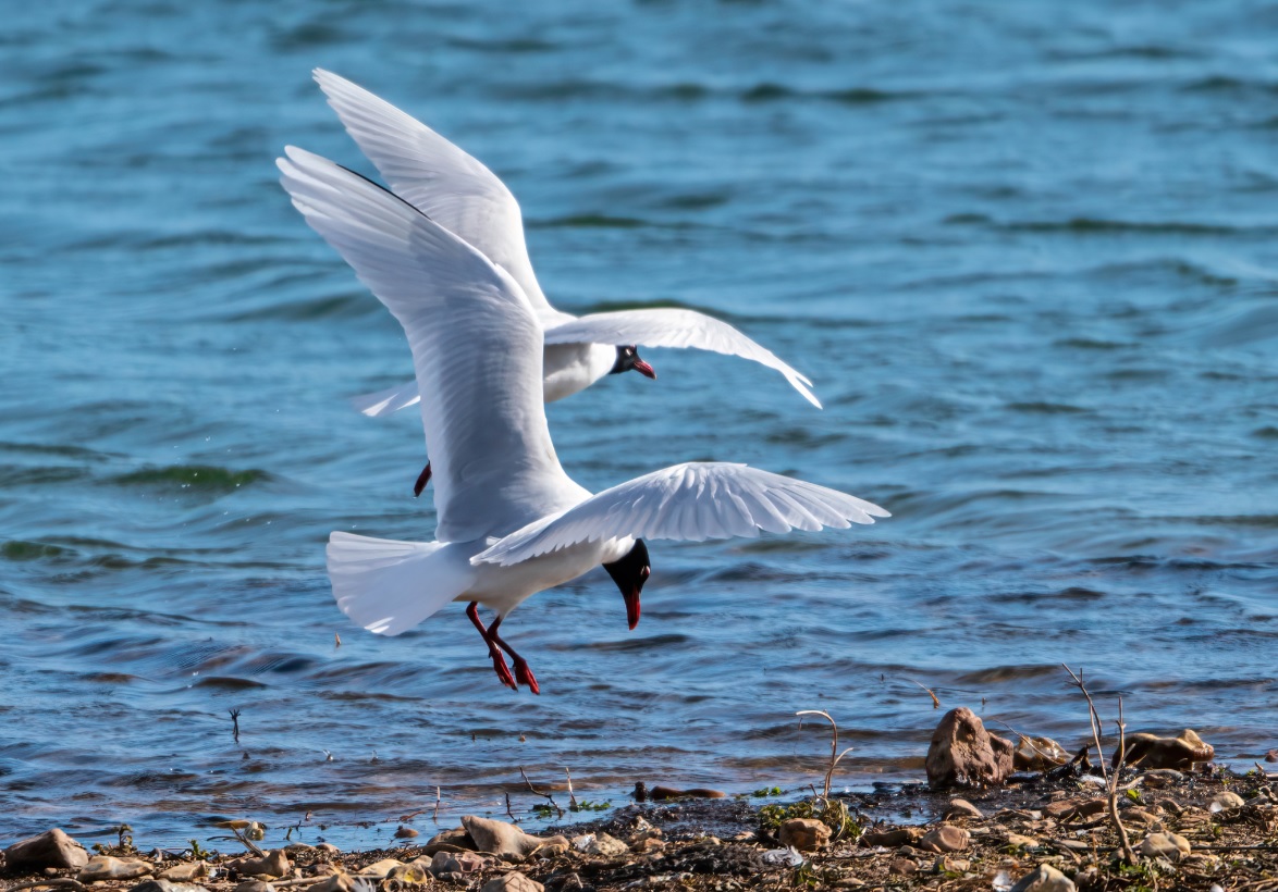 mouette_mélanocéphale_faidf_22fev2020_03.jpg