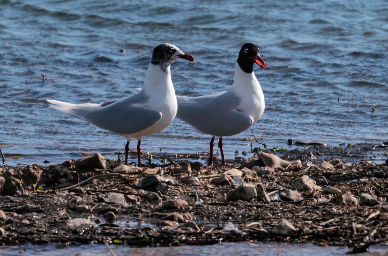 mouette_mélanocéphale_faidf_22fev2020.jpg