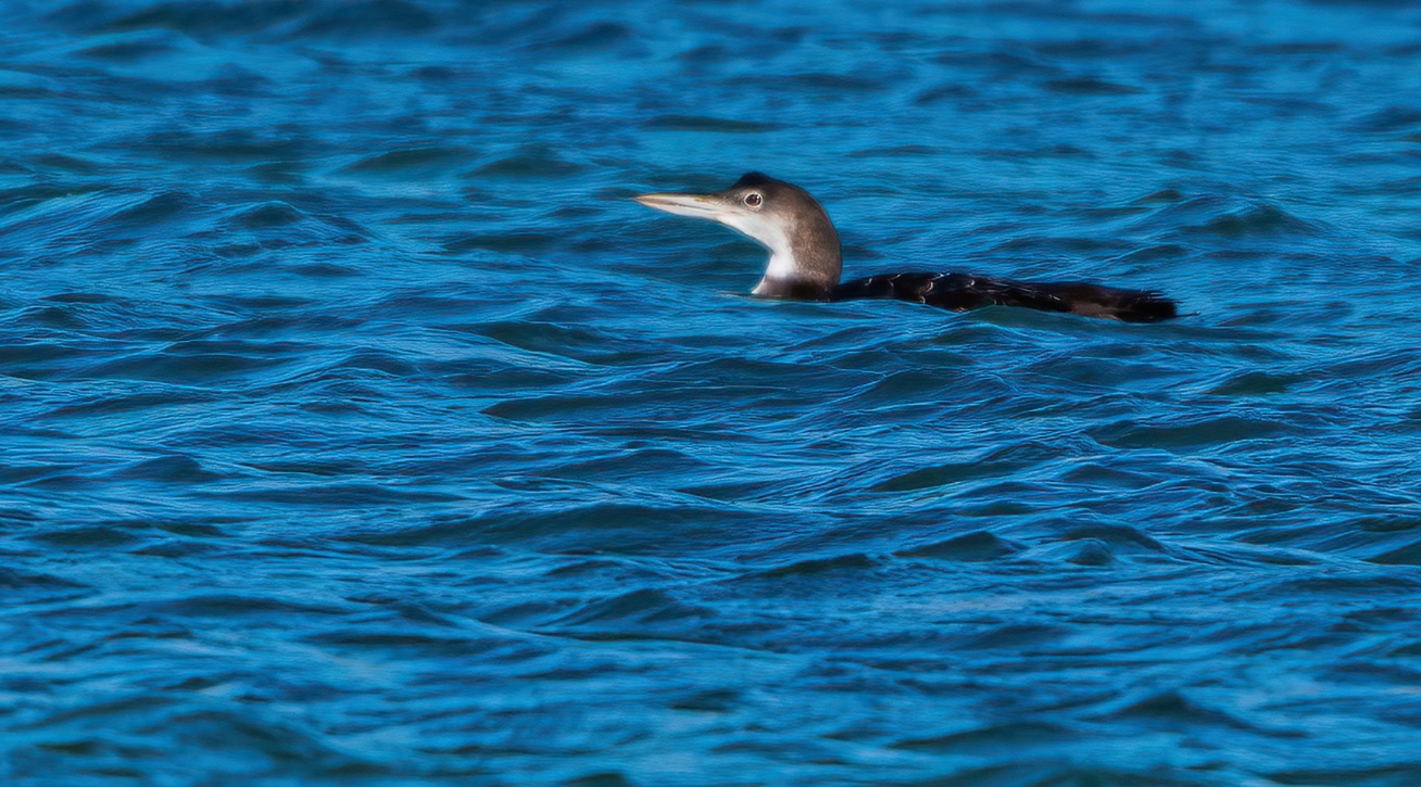 Plongeon imbrin_faidf_22janv2020.jpg