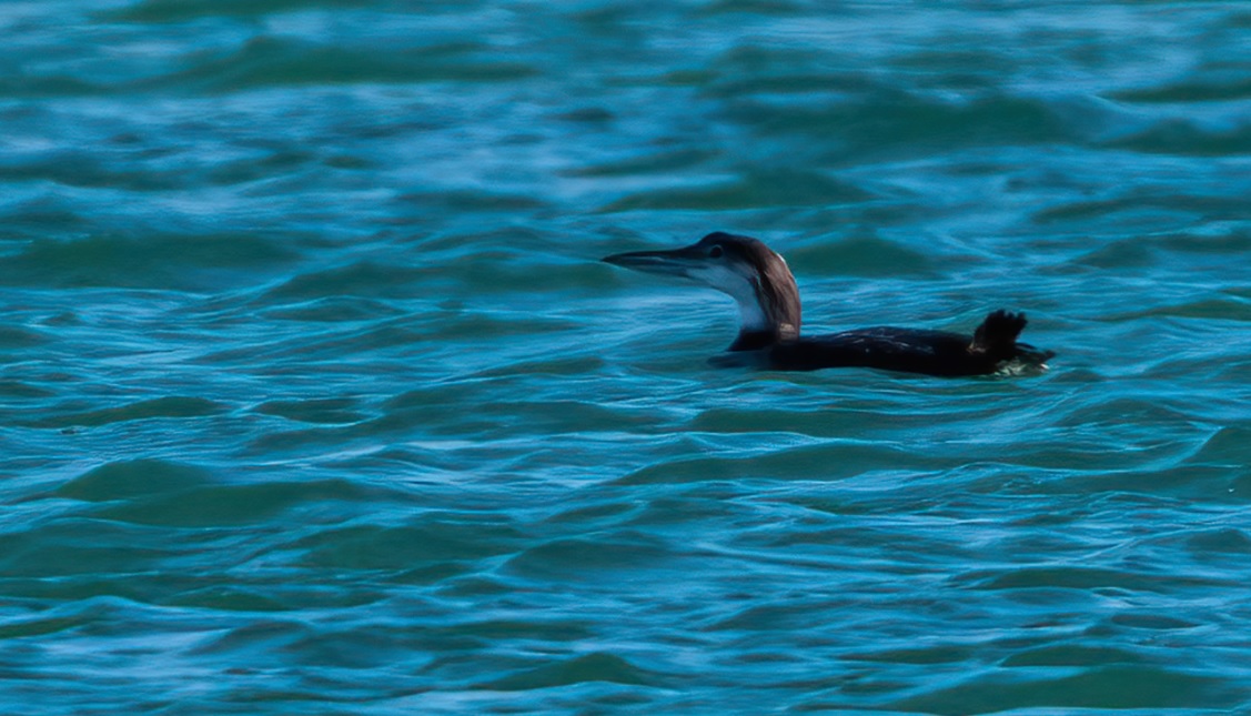 Plongeon imbrin_faidf_22janv2020_04.jpg