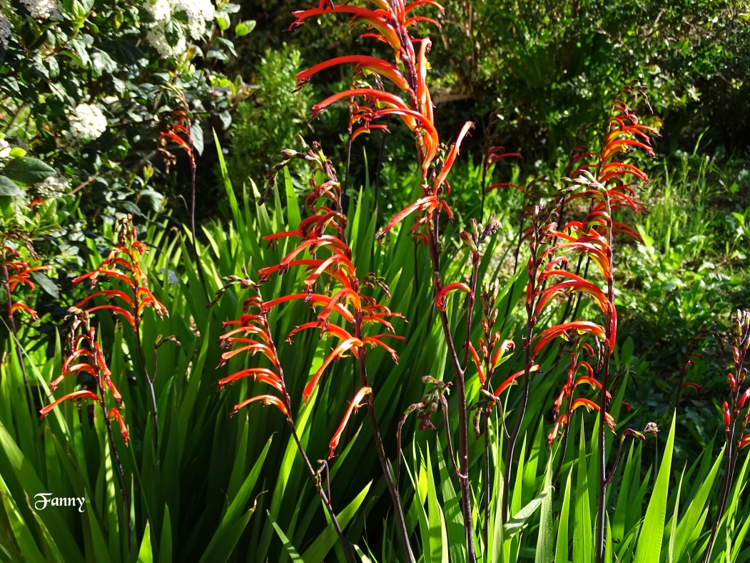 Jolie  fleurs S DSC05685.jpg