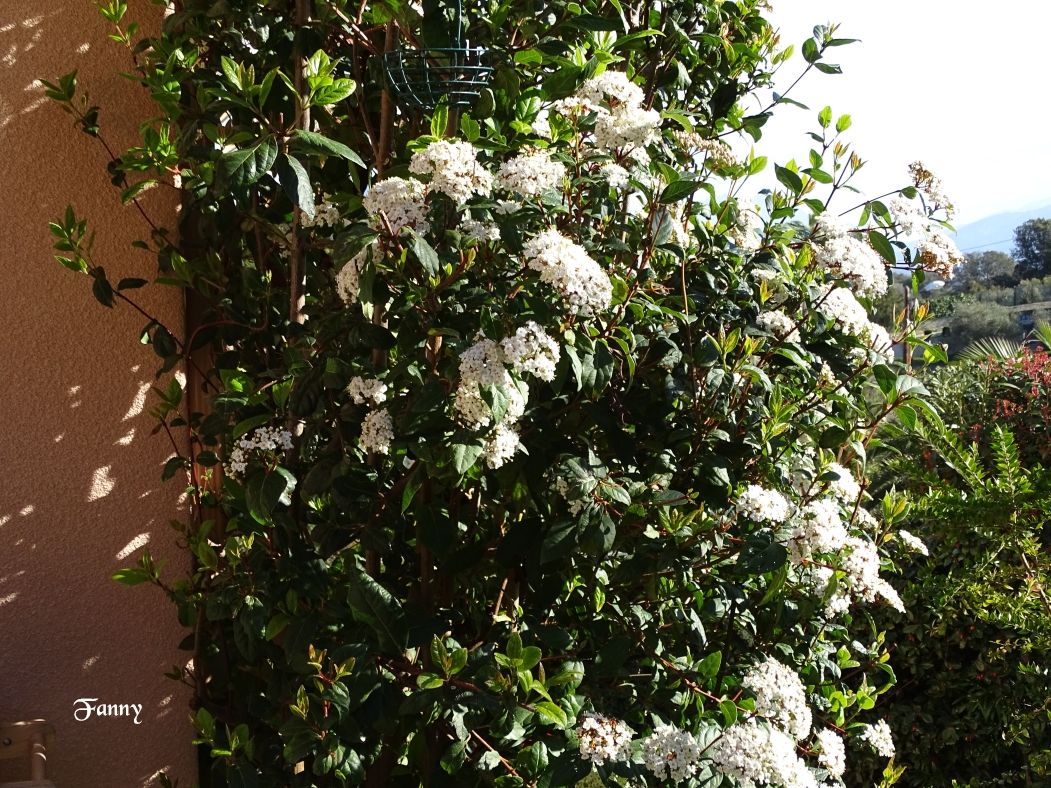 Fleurs oiseau DSC05686.jpg