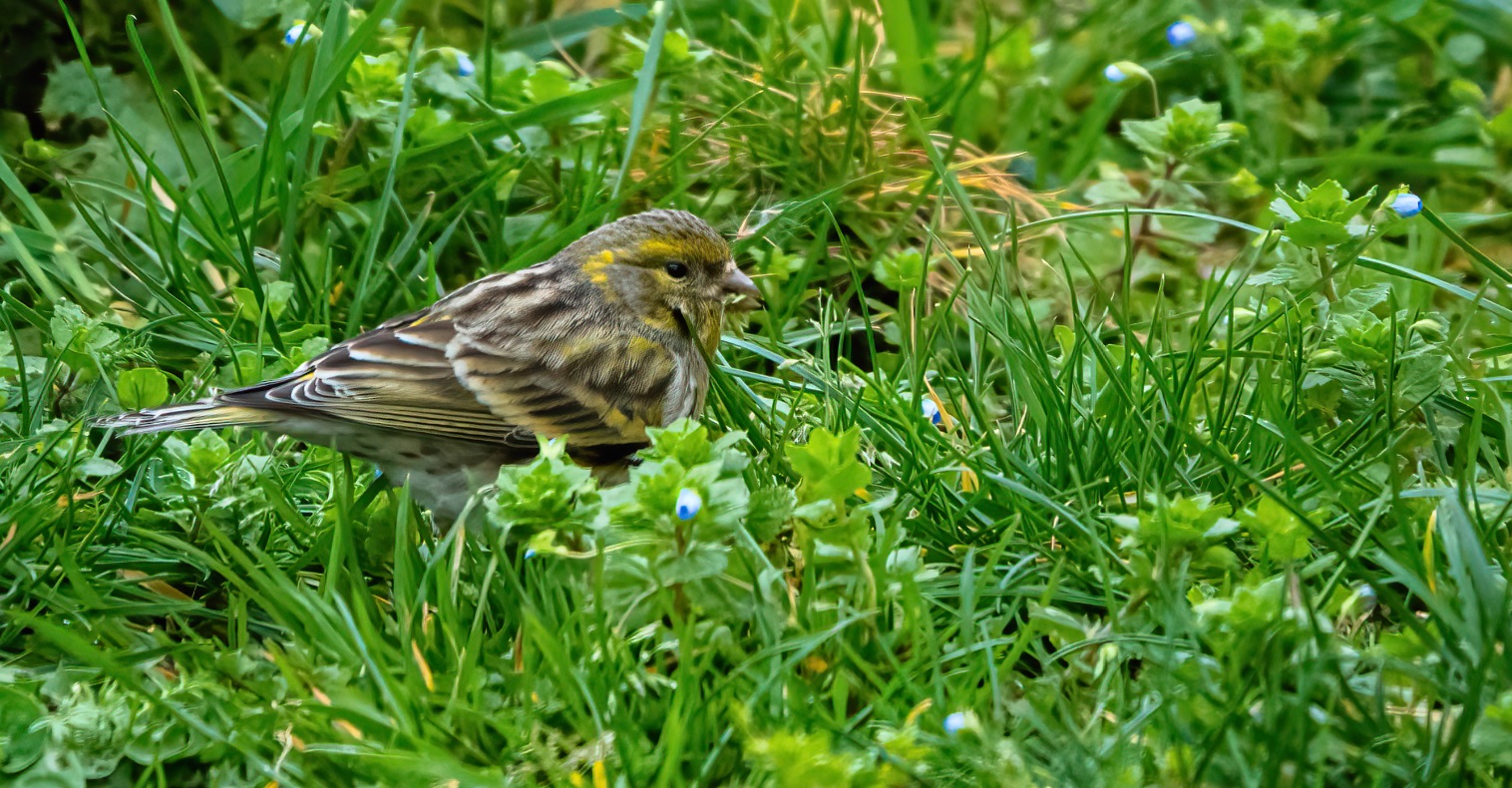 serin_cini_faidf_28fev2020.jpg