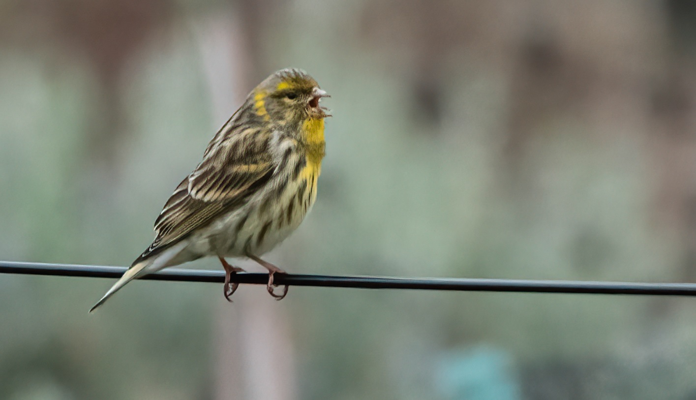 serin_cini_faidf_28fev2020_02.jpg