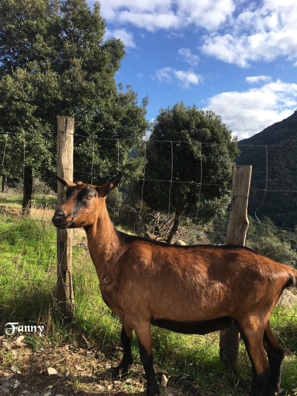 Afa IMG_2779 (2).jpg