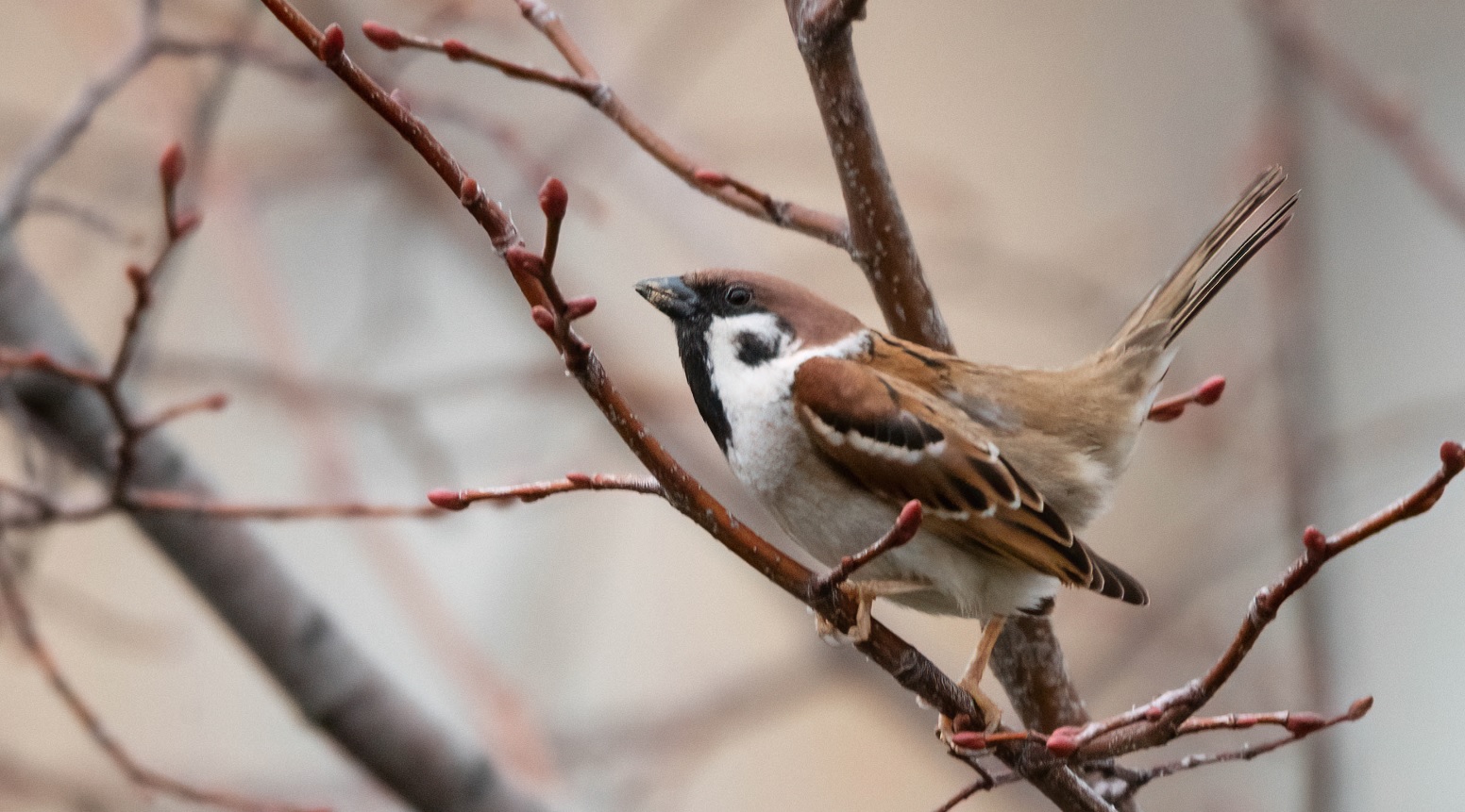 moineau_friquet_faidf_10mars2020.jpg