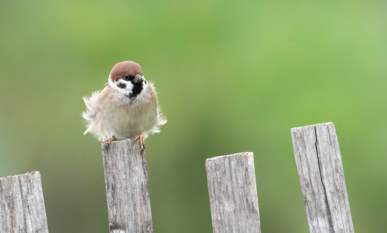 moineau_friquet_faidf_10mars2020_04.jpg