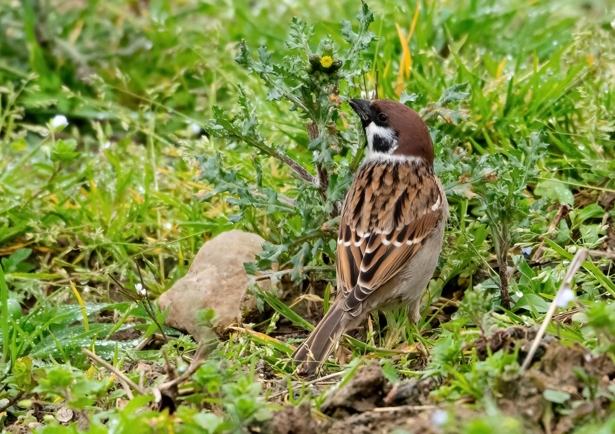 moineau_friquet_faidf_10mars2020_03.jpg