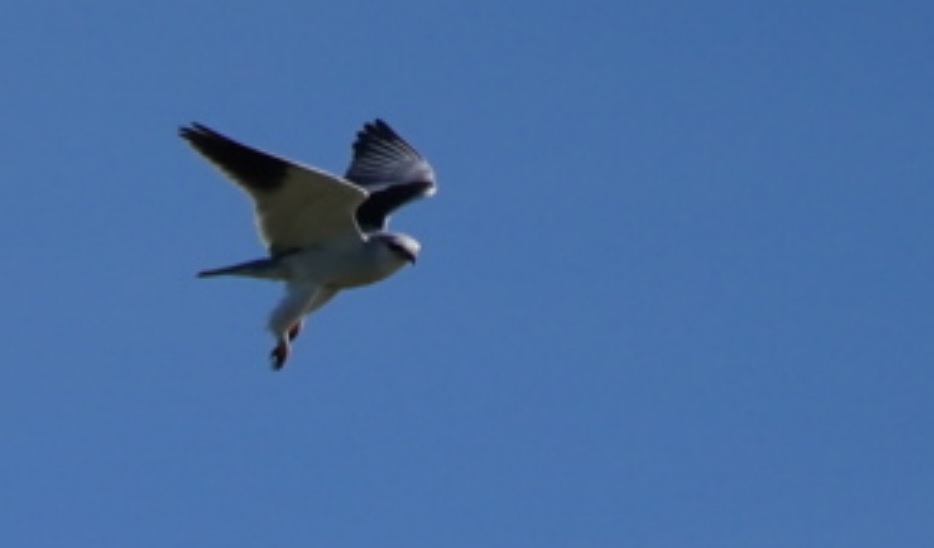 elanion_vendee_16mars2020_03.jpg