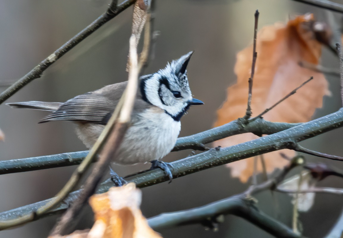 mésange_huppée_faidf_19fev2020.jpg
