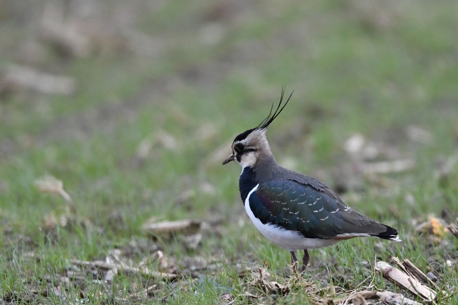 DSC_5354 - Copie.jpg