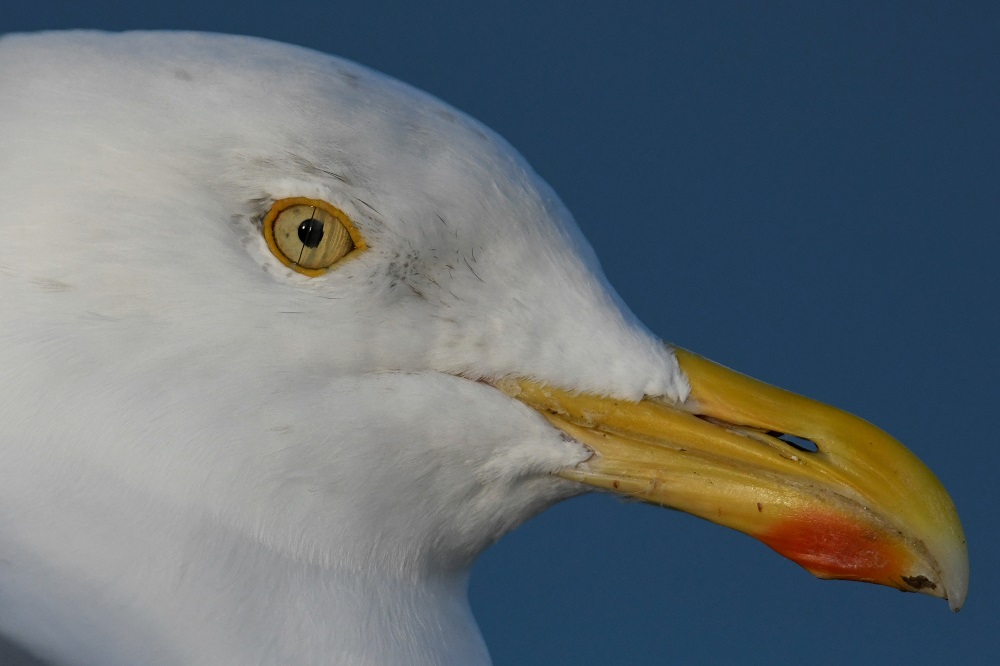 _DSC2679 - Copie.jpg