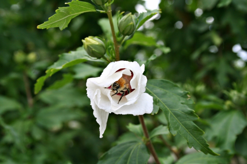 Abeille.jpg