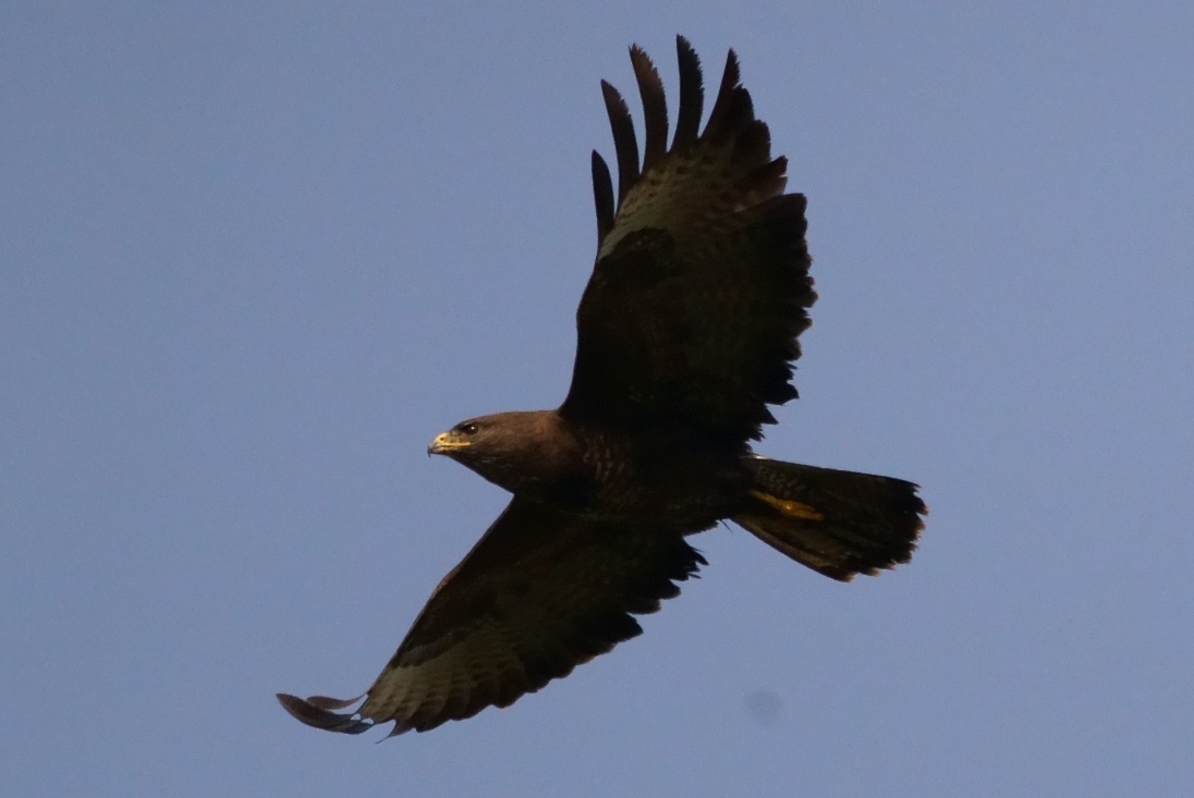 buse_variable_Vendée_21mars2020.jpg
