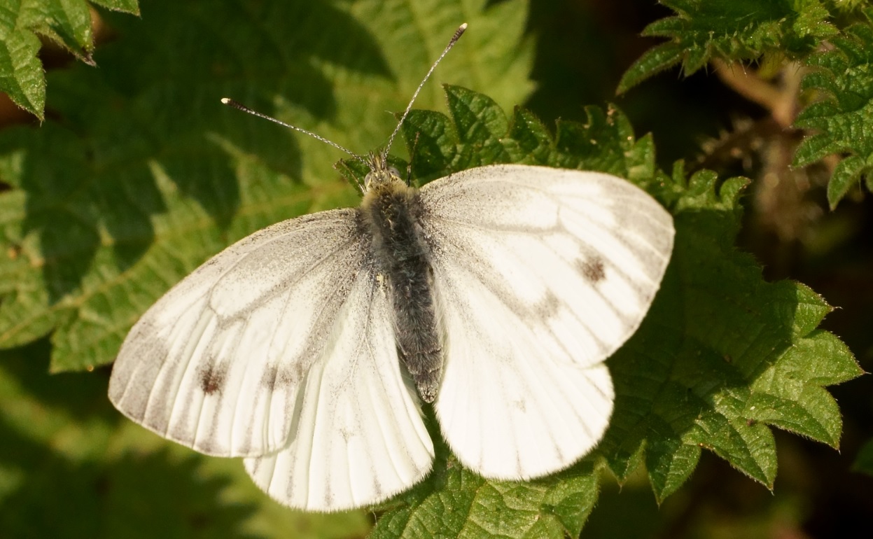 Piéride du navet (Pieris napi)Green-veined White.jpg