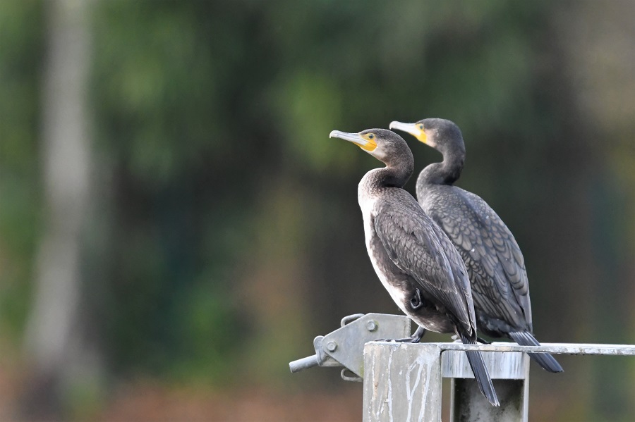 DSC_5366 - Copie.jpg