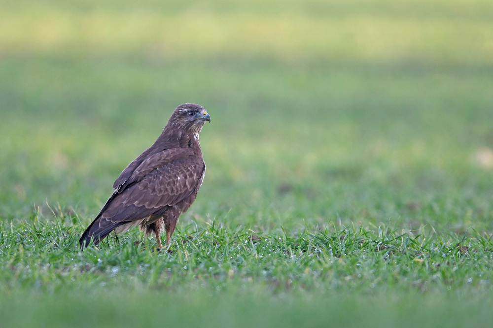 _DSC6654 (3) - Copie.jpg