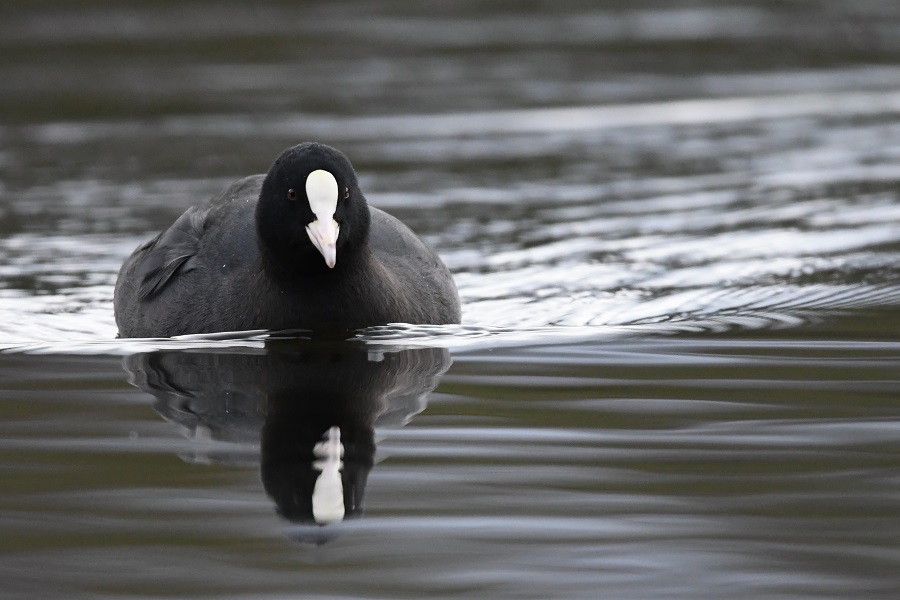 DSC_5416 - Copie.jpg