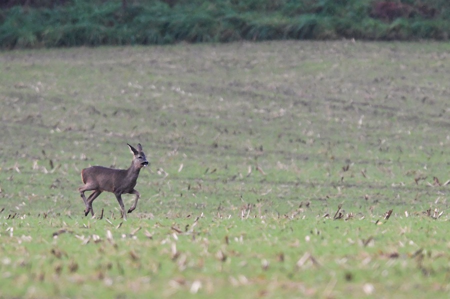 DSC_5086 - Copie.jpg