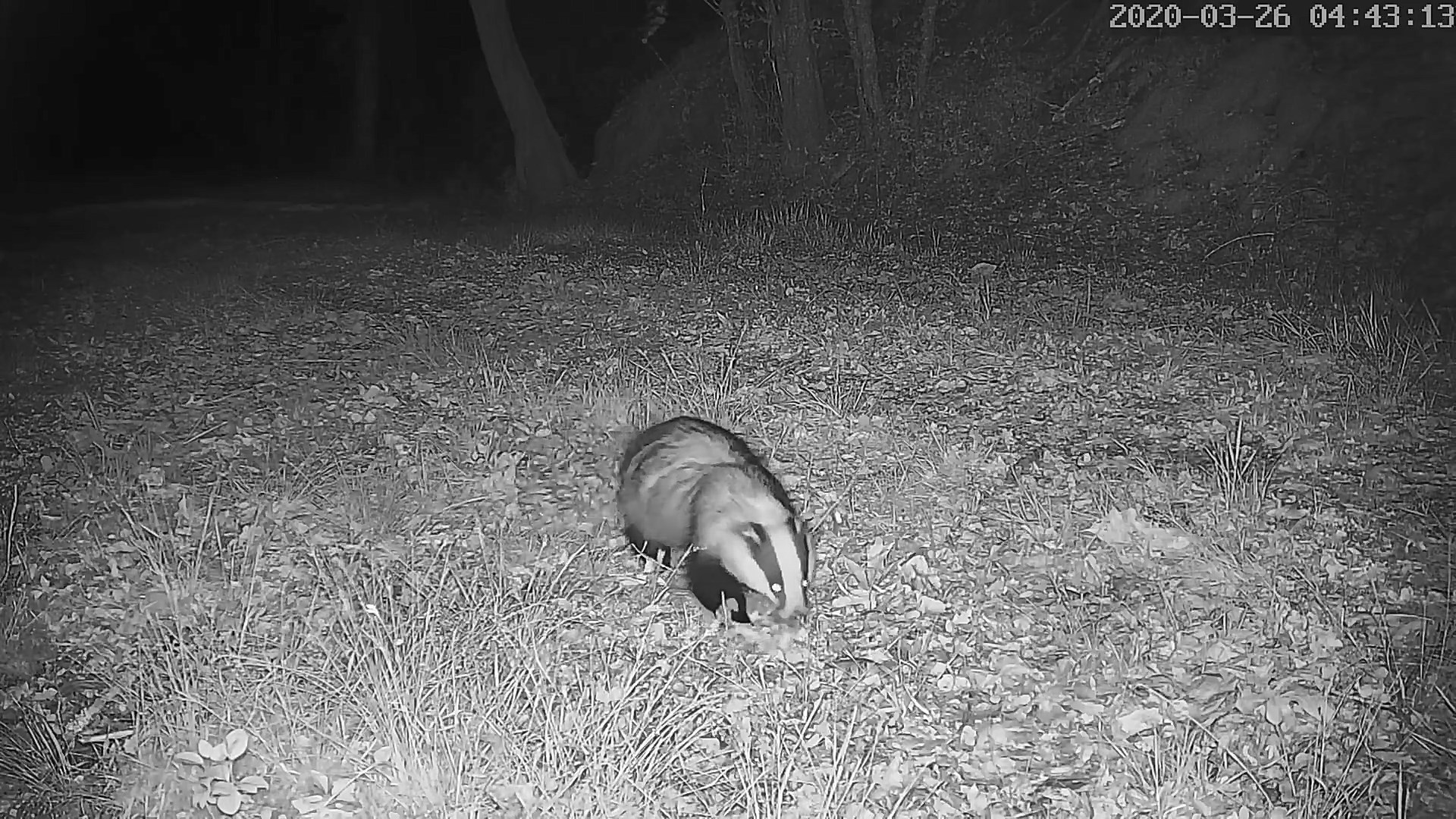 blaireau 26 03 2020.jpg