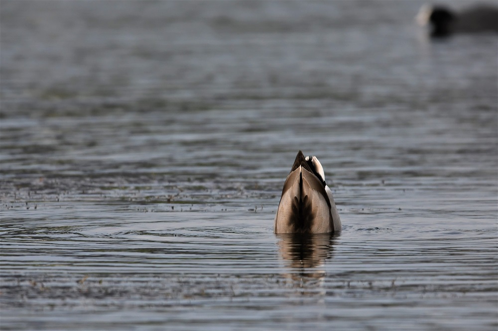 DSC_5789 - Copie.jpg