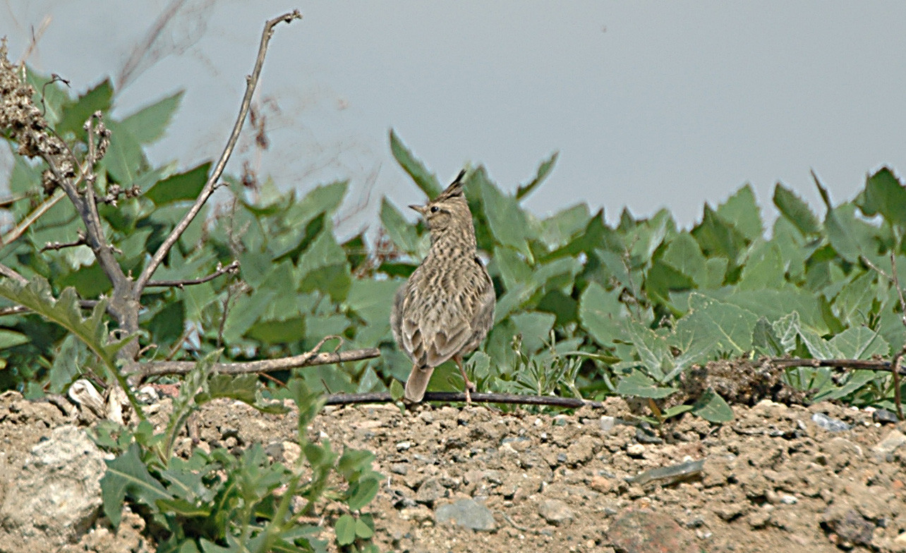 ChocholousDSC_4498u.jpg