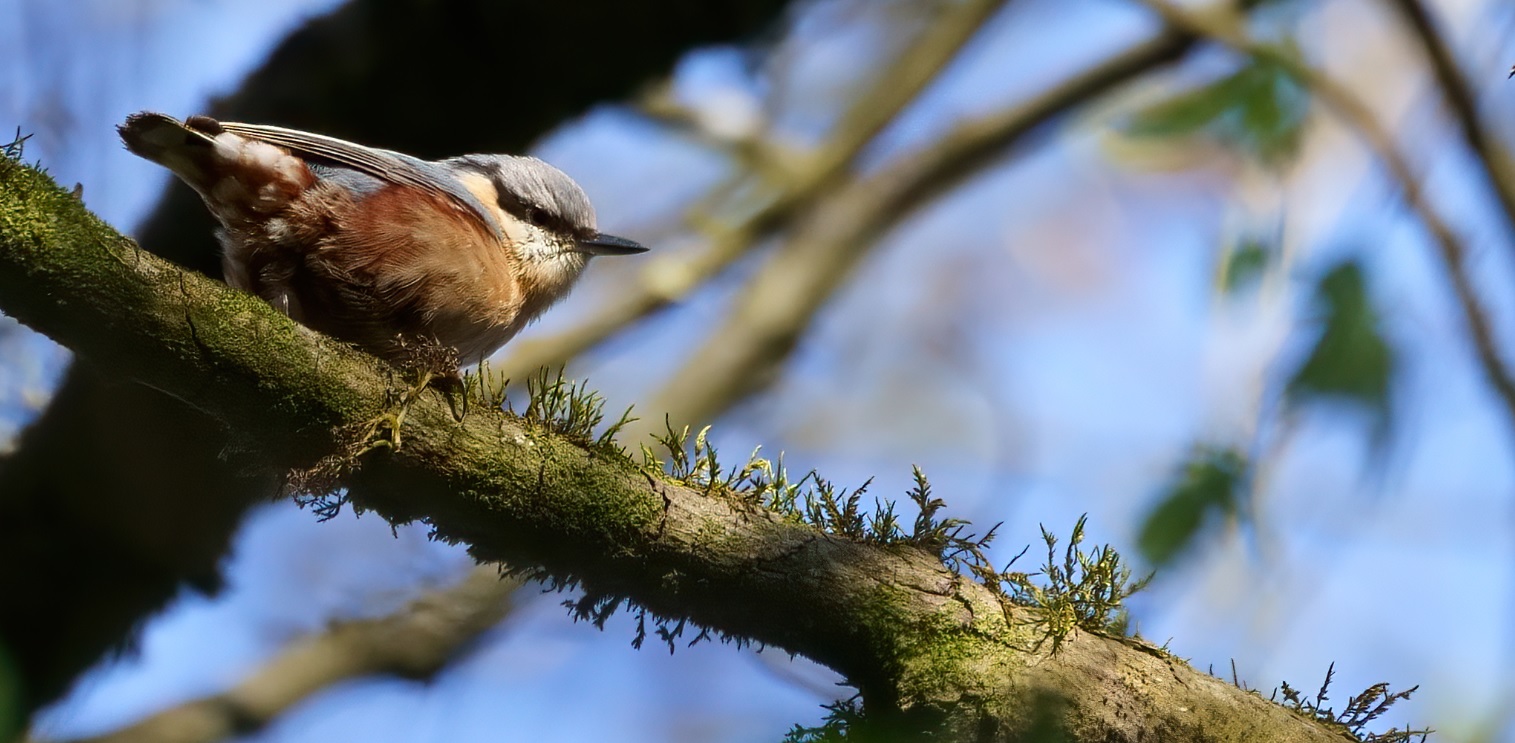 sittelle_31mars2020_00.jpg