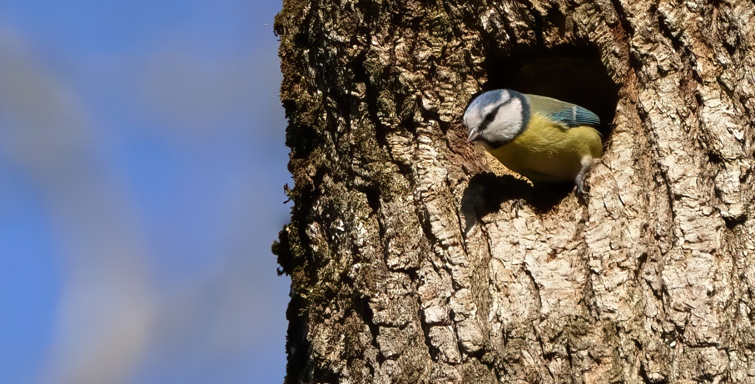 mésange_bleue_4avril2020.jpg