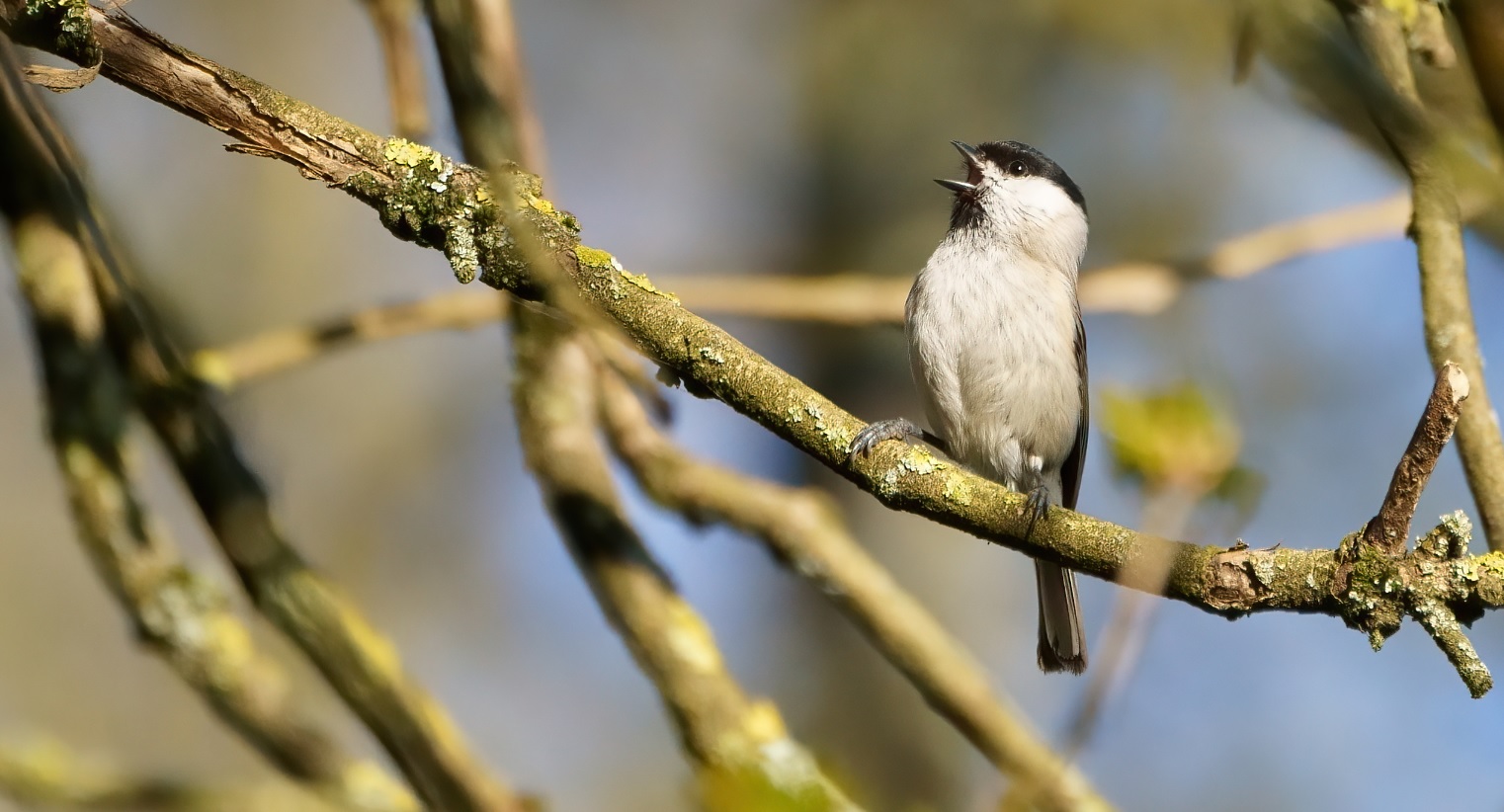 mésange_nonnette_4avril2020_07.jpg