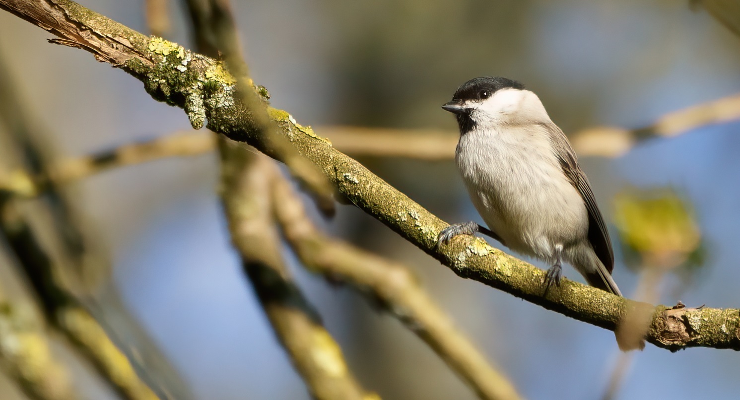 mésange_nonnette_4avril2020_06.jpg