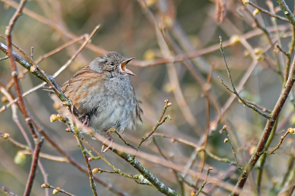 DSC_9074 - Copie.jpg