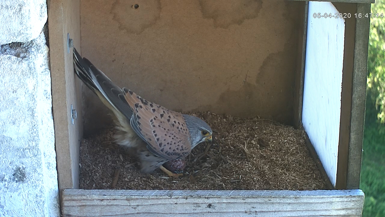 oeuf 1 male - 05 04 2020 .jpg
