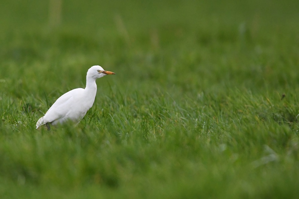 DSC_5938 - Copie.jpg